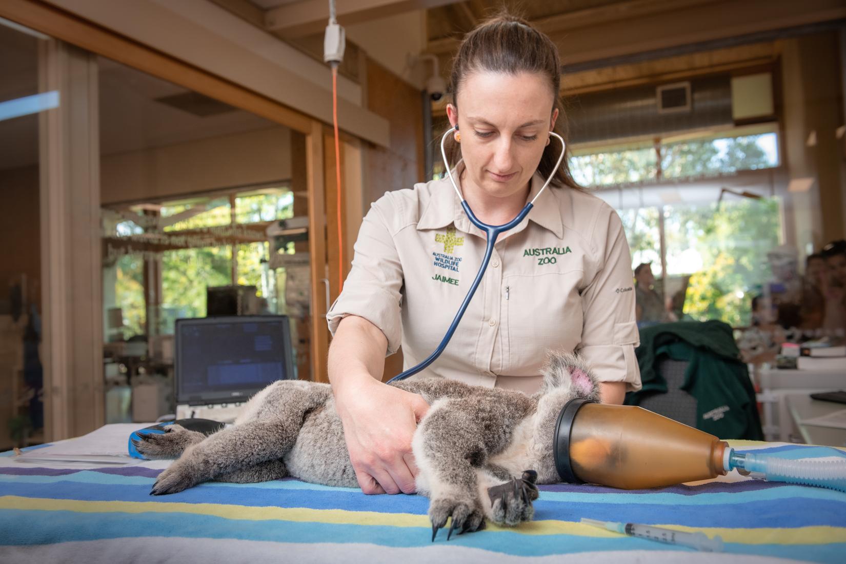 PicklestheKoala-AZWH-20-KB-5143