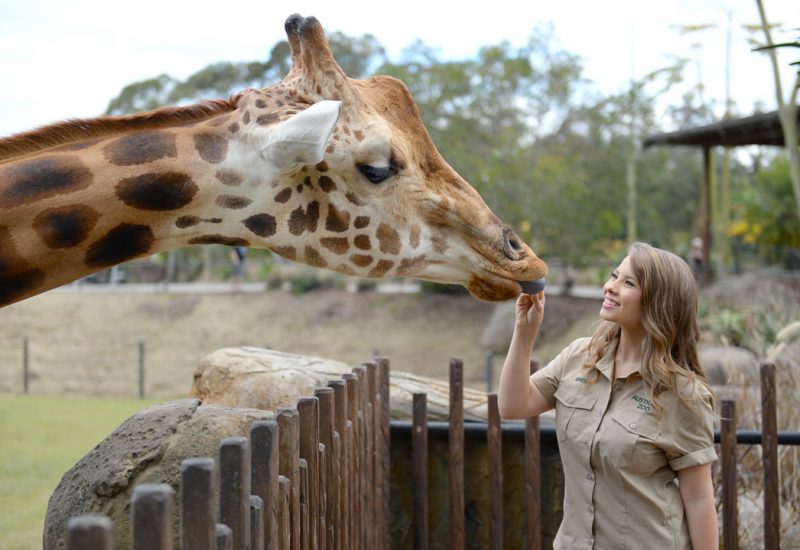 FEED A GIRAFFE  ON A EXOTIC VIP CADDIE TOUR