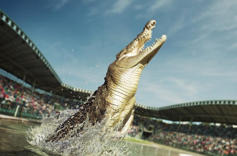 Crocodile.MR.rgb (1)