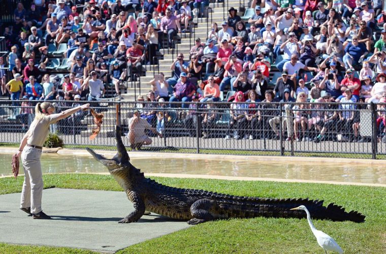 croc-tours-tour-experience-koala-crocodile-exhibition-animal-zoo